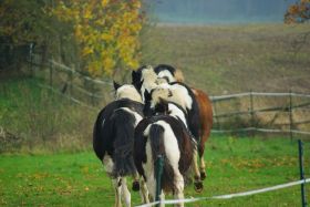 nun haben wir 5 Pony-Popos.jpg