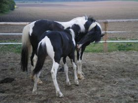 McNeal und Max beim Toben.JPG